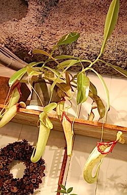 ゆうゆうネペンテス・ミランダ ゆうゆうネペンテス・ミランダ Nepenthes（ネペンテス